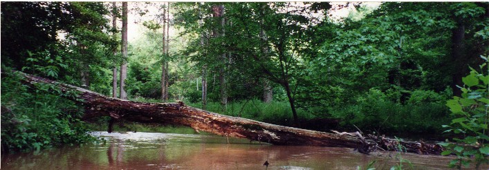 Indian Creek with driftwood