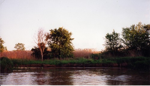 Remaining Hollywood swamp area along Indian Creek