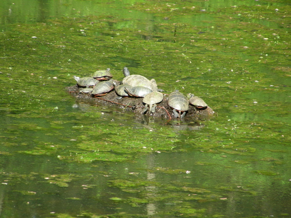 Basking Turtles in pond