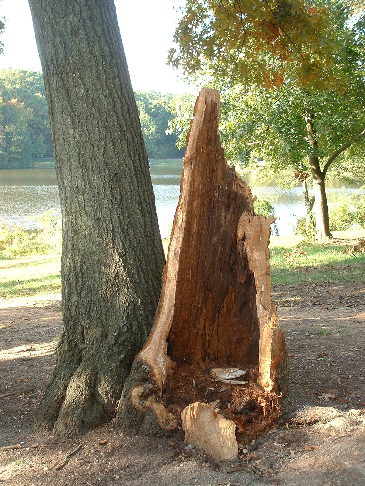 Tree found broken after Isabel