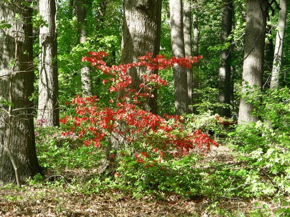 Shrub with red flowers