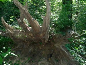 Roots of fallen Tree