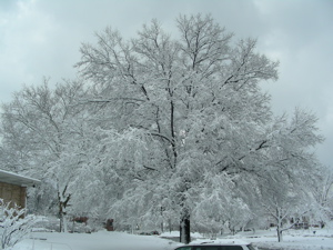 Tree after fresh snowfall